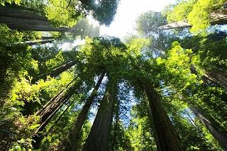 séquoia
