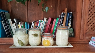 lacto-fermentation